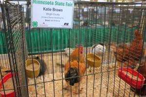 A Wright County 4-Her shows her chicken at the Minnesota State Fair. (Mike Schoemer)