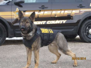 Vader, Wright County's K9 Officer, dons a stab and bullet prevention vest during exercises. 