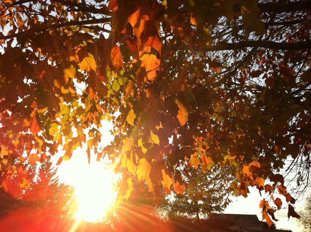 Minnesota DNR Fall Colors Peaking Around Wright County North Wright