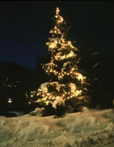 snow_covered_tree