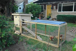 Backyard_chicken_coop_with_green_roof